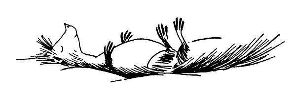 Иллюстрация к книге — Зима Муми-тролля [i_021.jpg]