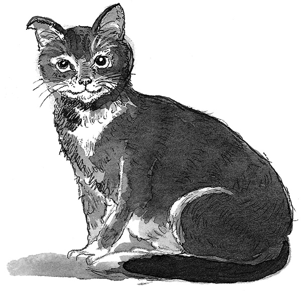 Иллюстрация к книге — Адольфус Типс и её невероятная история [i_005.jpg]