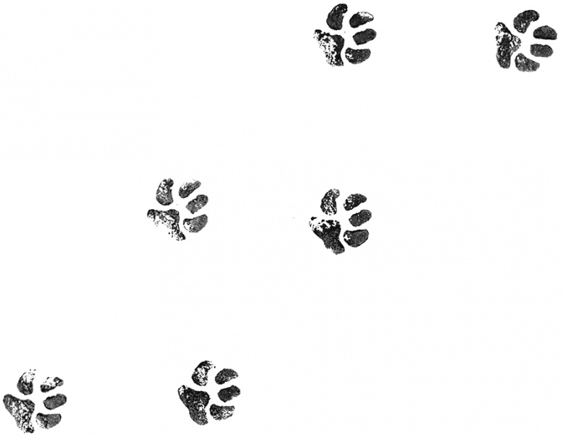 Иллюстрация к книге — Адольфус Типс и её невероятная история [i_012.jpg]