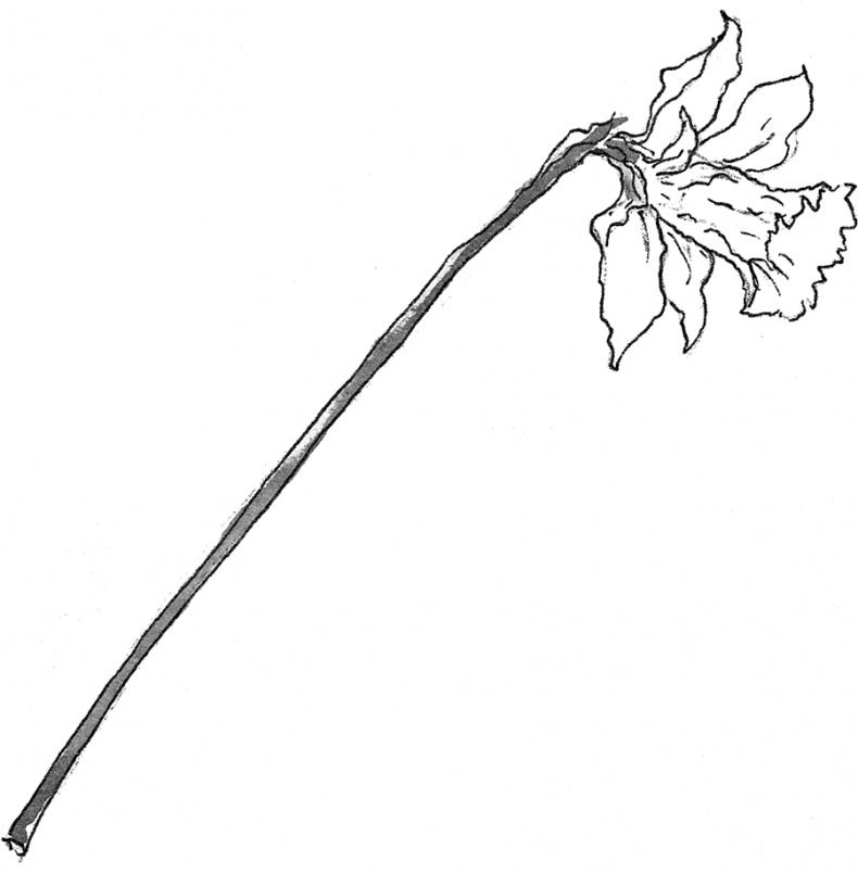 Иллюстрация к книге — Адольфус Типс и её невероятная история [i_030.jpg]