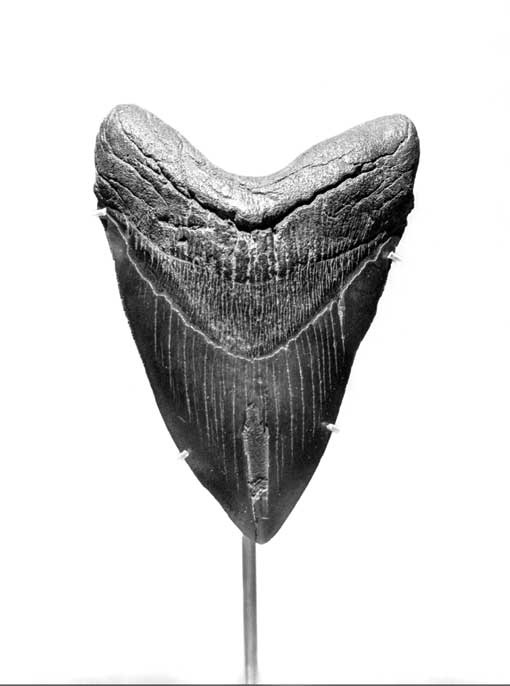 Иллюстрация к книге — Тайны мирового океана [i_020.jpg]