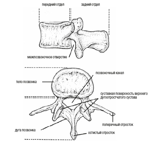 Иллюстрация к книге — Настольная книга для тех, у кого болит спина [i_011.jpg]