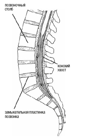 Иллюстрация к книге — Настольная книга для тех, у кого болит спина [i_013.jpg]