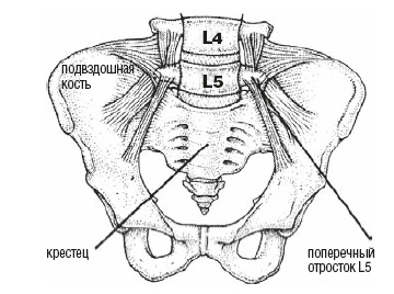 Иллюстрация к книге — Настольная книга для тех, у кого болит спина [i_016.jpg]
