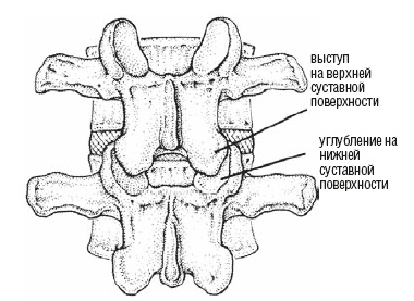 Иллюстрация к книге — Настольная книга для тех, у кого болит спина [i_025.jpg]