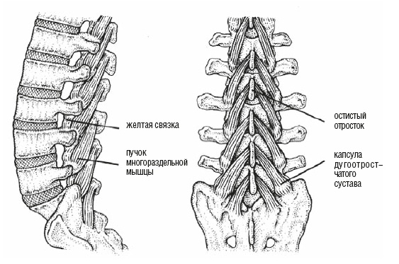 Иллюстрация к книге — Настольная книга для тех, у кого болит спина [i_032.jpg]