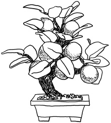 Иллюстрация к книге — Любое желание за 30 минут. Карта желаний. Быстрое исполнение желаний «золотыми» методами практического фэн-шуй [_115.jpg]