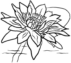 Иллюстрация к книге — Любое желание за 30 минут. Карта желаний. Быстрое исполнение желаний «золотыми» методами практического фэн-шуй [_19.jpg]