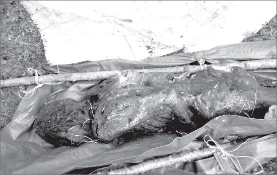 Иллюстрация к книге — Вокруг Петербурга. Заметки наблюдателя [i_109.jpg]