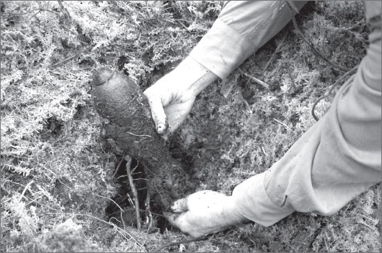 Иллюстрация к книге — Вокруг Петербурга. Заметки наблюдателя [i_116.jpg]