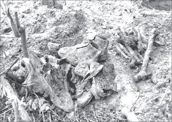 Иллюстрация к книге — Вокруг Петербурга. Заметки наблюдателя [i_123.jpg]