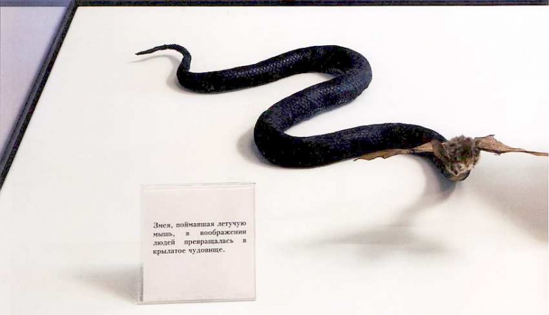 Иллюстрация к книге — Государственный Дарвиновский музей Москва [i_008.jpg]