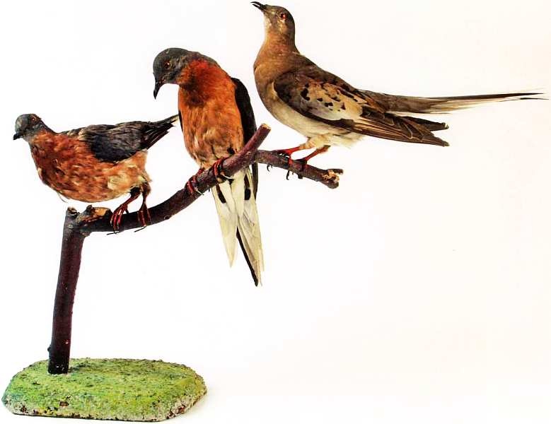 Иллюстрация к книге — Государственный Дарвиновский музей Москва [i_017.jpg]