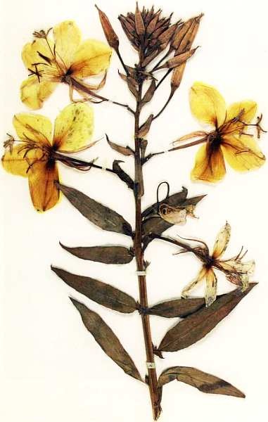 Иллюстрация к книге — Государственный Дарвиновский музей Москва [i_023.jpg]