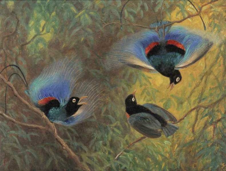 Иллюстрация к книге — Государственный Дарвиновский музей Москва [i_027.jpg]