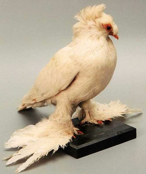 Иллюстрация к книге — Государственный Дарвиновский музей Москва [i_028.jpg]