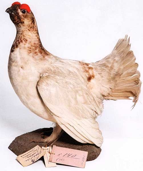 Иллюстрация к книге — Государственный Дарвиновский музей Москва [i_035.jpg]