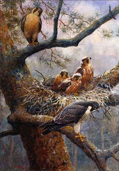 Иллюстрация к книге — Государственный Дарвиновский музей Москва [i_038.jpg]