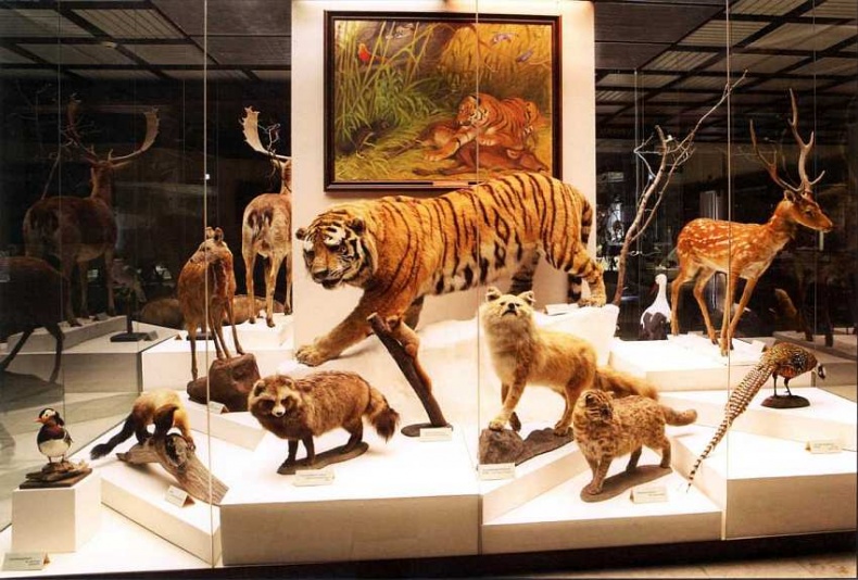 Иллюстрация к книге — Государственный Дарвиновский музей Москва [i_045.jpg]