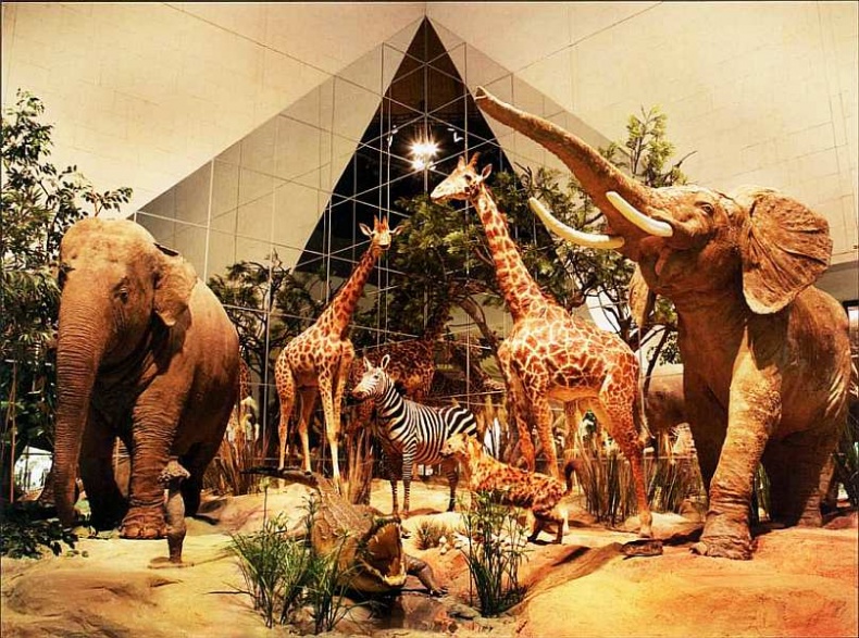 Иллюстрация к книге — Государственный Дарвиновский музей Москва [i_049.jpg]