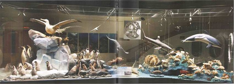 Иллюстрация к книге — Государственный Дарвиновский музей Москва [i_050.jpg]