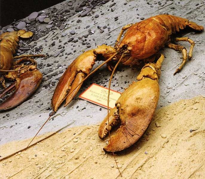 Иллюстрация к книге — Государственный Дарвиновский музей Москва [i_053.jpg]