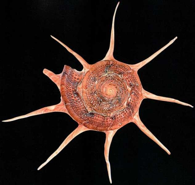 Иллюстрация к книге — Государственный Дарвиновский музей Москва [i_056.jpg]