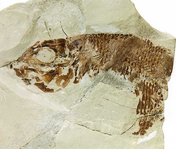 Иллюстрация к книге — Государственный Дарвиновский музей Москва [i_058.jpg]