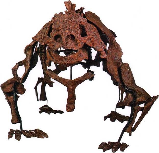 Иллюстрация к книге — Государственный Дарвиновский музей Москва [i_060.jpg]