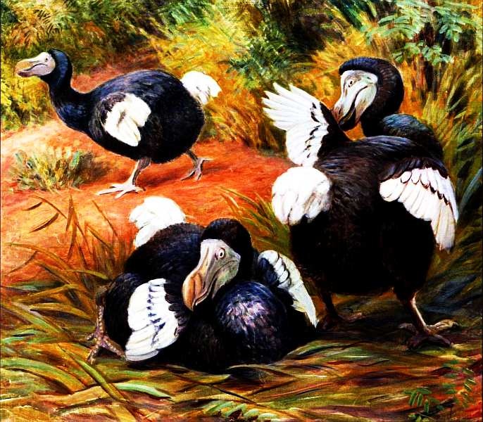 Иллюстрация к книге — Государственный Дарвиновский музей Москва [i_065.jpg]