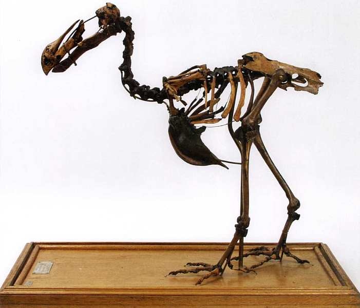 Иллюстрация к книге — Государственный Дарвиновский музей Москва [i_066.jpg]