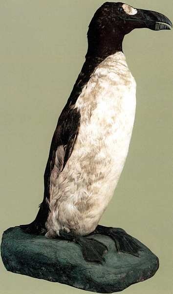 Иллюстрация к книге — Государственный Дарвиновский музей Москва [i_068.jpg]