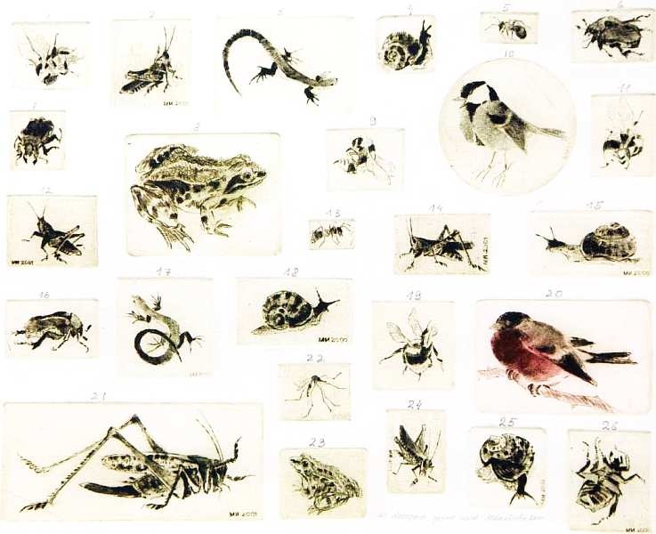 Иллюстрация к книге — Государственный Дарвиновский музей Москва [i_081.jpg]