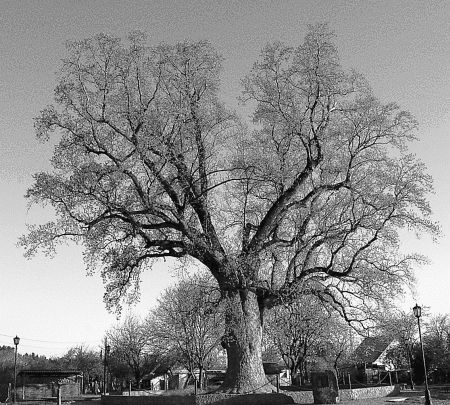 Иллюстрация к книге — Сочи. Олимпийская Ривьера России [i_037.jpg]