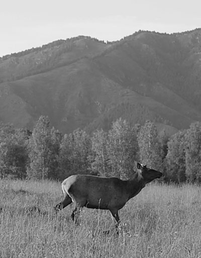 Иллюстрация к книге — Алтай. Жемчужина и сердце Евразии [i_015.jpg]