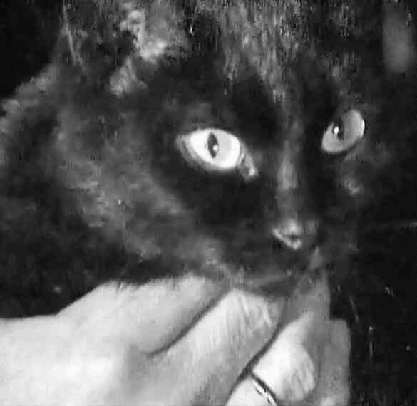 Иллюстрация к книге — «Агата Кристи». Чёрные сказки белой зимы [i_085.jpg]