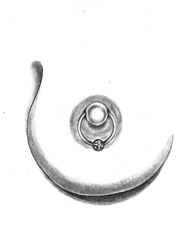 Иллюстрация к книге — Энциклопедия Пирсинга. Настольная книга мастера и клиента [womannipple.jpg]