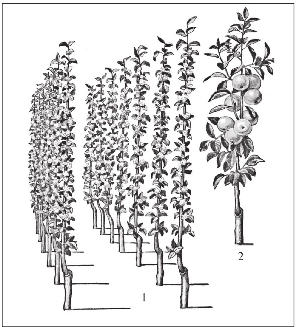 Иллюстрация к книге — Формирование и обрезка садовых деревьев [i_001.jpg]