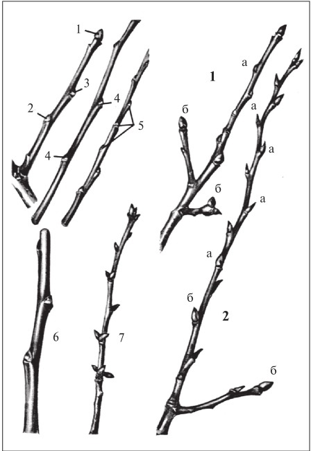 Иллюстрация к книге — Формирование и обрезка садовых деревьев [i_014.jpg]