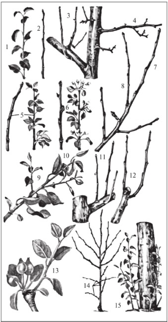 Иллюстрация к книге — Формирование и обрезка садовых деревьев [i_016.jpg]