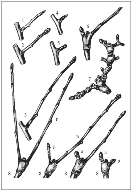 Иллюстрация к книге — Формирование и обрезка садовых деревьев [i_017.jpg]