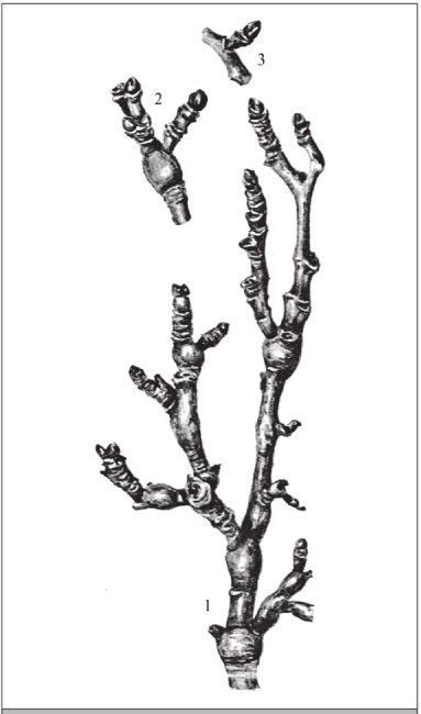 Иллюстрация к книге — Формирование и обрезка садовых деревьев [i_018.jpg]