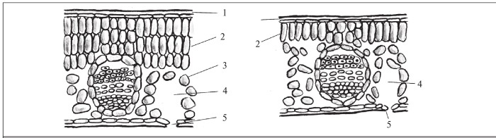 Иллюстрация к книге — Формирование и обрезка садовых деревьев [i_020.jpg]