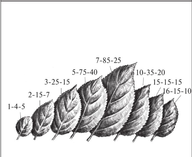 Иллюстрация к книге — Формирование и обрезка садовых деревьев [i_022.jpg]