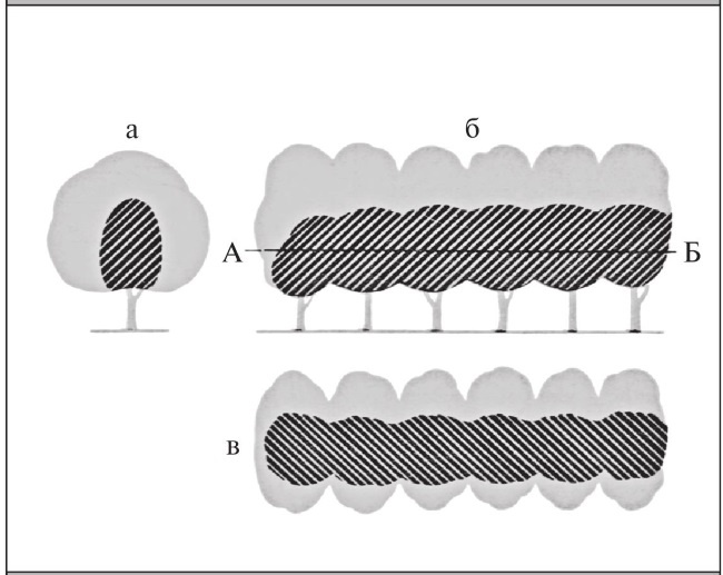 Иллюстрация к книге — Формирование и обрезка садовых деревьев [i_025.jpg]