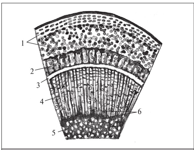 Иллюстрация к книге — Формирование и обрезка садовых деревьев [i_027.jpg]