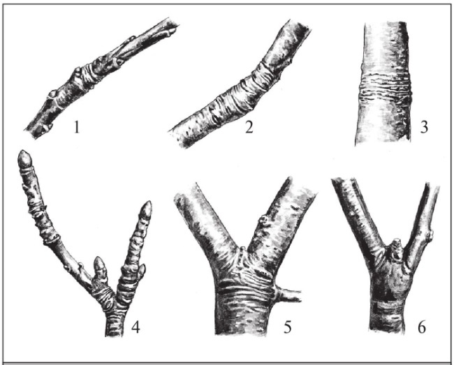 Иллюстрация к книге — Формирование и обрезка садовых деревьев [i_029.jpg]