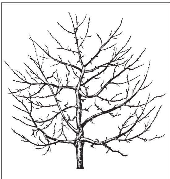 Иллюстрация к книге — Формирование и обрезка садовых деревьев [i_032.jpg]