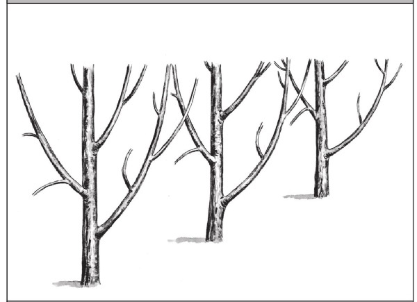 Иллюстрация к книге — Формирование и обрезка садовых деревьев [i_033.jpg]