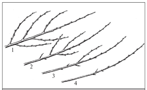 Иллюстрация к книге — Формирование и обрезка садовых деревьев [i_038.jpg]